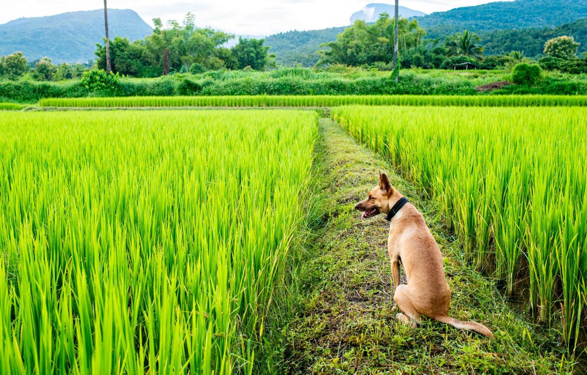 Suan Sook Homestay Chom Thong Exteriör bild